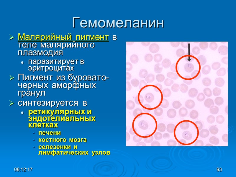 08:12:02 93 Гемомеланин Малярийный пигмент в теле малярийного плазмодия  паразитирует в эритроцитах 